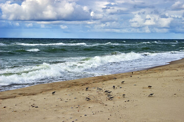 A group of woodcocks gathers invertebrates on the seashore