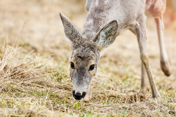 Roe deer, (capreolus capreolus) in a meadow in the spring nature. Wild animal, portrait