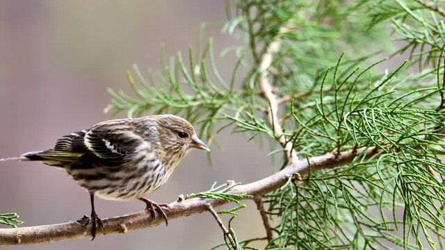 Pine siskin sitting on coniferous tree branch