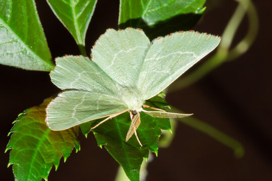 The Sussex emerald (lat. Thalera fimbrialis), of the family Geometridae.