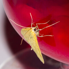 A moth sitting on a glass of compote.