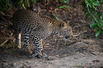 A female Leopard seen on a safari in South Africa