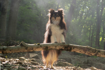 Sheltie in the woods
