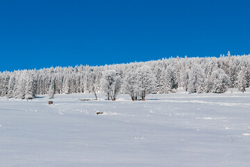Trees covered with snow