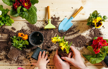 Mom and her tiny daughter plant spring flowers in pots on a wooden table. They have different...