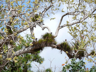 Vues de branches d'arbres envahies pas diverses plantes et mousse