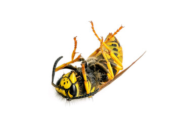 dead wasp isolated