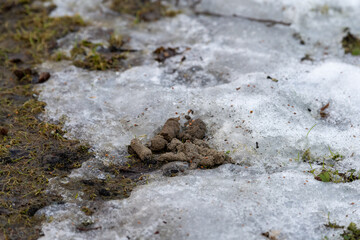 Decomposing dog feces on the snow