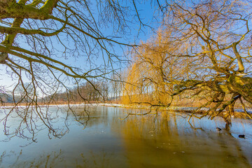 Branches of two huge bare trees touching the frozen waters of a pond, sunny winter day with a blue sky in Kasteelpark Elsloo, South Limburg, Netherlands Holland