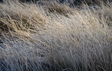 grass in the frost