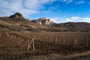 Winter sunset in the vineyard of Crimea. Moody sky