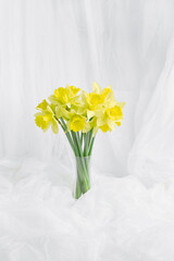 beautiful bouquet of yellow daffodils in a transparent vase. spring flowers on a white background. soft fabric in the form of tulle waves on the background