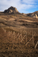 Winter sunset in the vineyard of Crimea. Moody sky