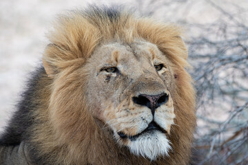 A Male Lion seen on a safari in South Africa