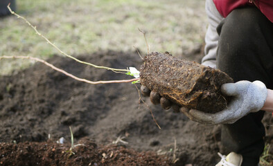 Close up farmer transplanting blueberry plant in soil. Spring gardening