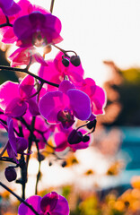 Pink orchid at sunset