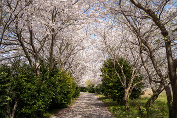 
A small road lined with beautiful cherry blossom trees