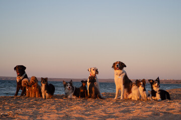 group of dog on the beach