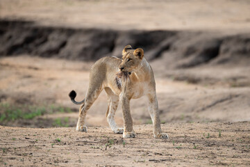 Lion cubs playing with antelope tail on a safari in South Africa