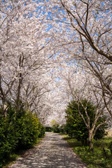 
A small road lined with beautiful cherry blossom trees