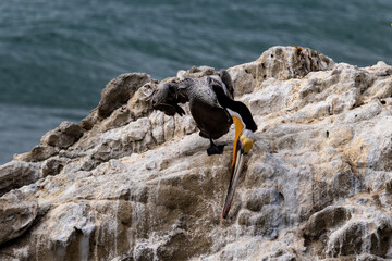 California Brown Pelican (Pelecanus occidentalis) standing on rock and looking down. Near Malibu, California. Ocean and surf in the background.
