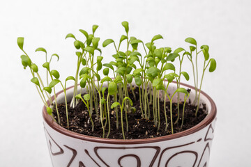 watercress sprouts in a white ceramic pot on a grey background close up