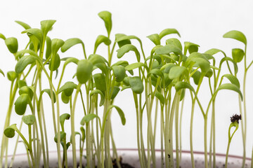 watercress sprouts close up on a grey background