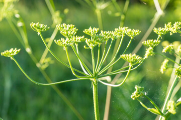 Heracleum sosnowskyi, Sosnowsky's hogweed, giant heads of cow parsnip seeds, a poisonous plant family Apiaceae on a meadow against grass