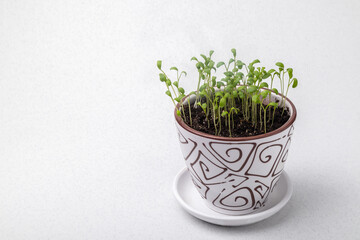 watercress sprouts in a white ceramic pot on a grey background