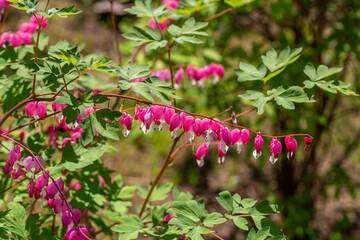 Obraz premium Close-up flowers of a bleeding heart Dicentra Spectabils
