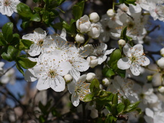Blüten im Frühling