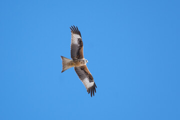 Fototapeta premium seagull in flight