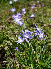 Bl&uuml;ten im Fr&uuml;hling