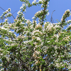 Blooming apple tree with numerous white flowers against a cloudless blue sky
