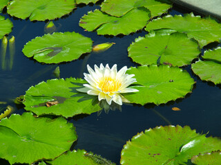 Yellow water lilies floating on water with green leaves.