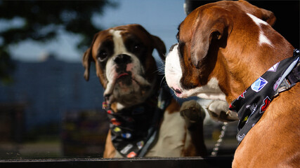 boxer dog reflection portrain nearby the city centre building