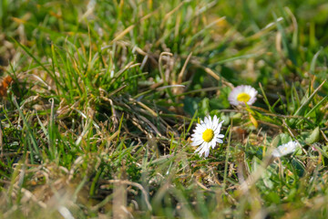 white flower in grass