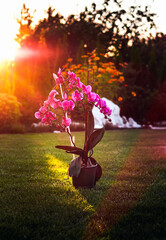 Orchidea in the garden
