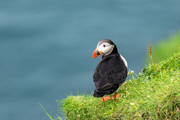 Famous faroese bird - puffin on the edge of grassy coast of Faroe island Mykines in Atlantic ocean. Faroe islands, Denmark. Animal photography