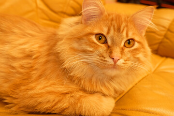 ginger cat portrait