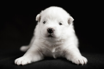 white puppy of samoyed dog on black background