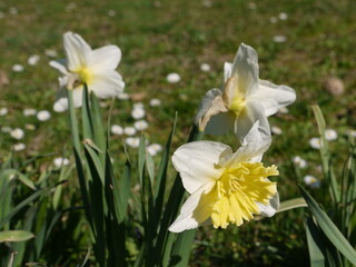 Frühlingsblumen