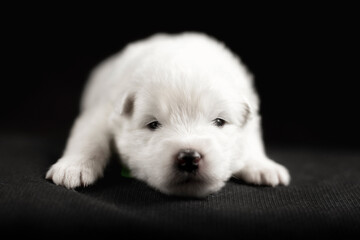 white puppy of samoyed dog on black background