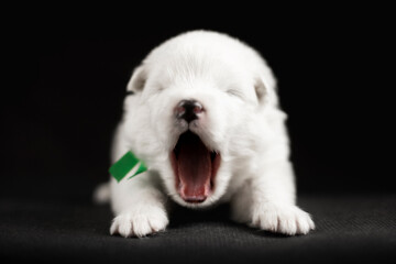 white puppy of samoyed dog on black background yawns