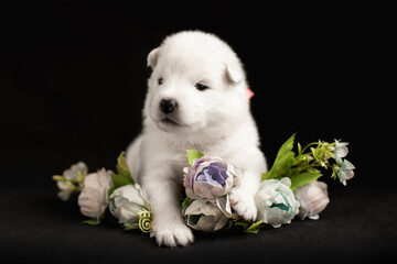 white puppy of samoyed dog on black background