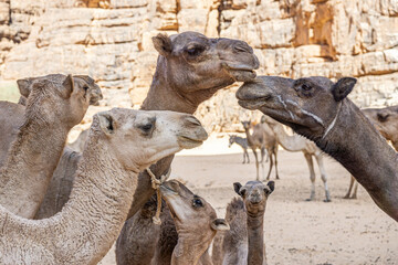 A group of camels in the Bashikele Valley, Chad, Africa