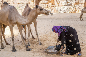 A herd of camels are drinking water in the Bashikele Valley, Chad, Africa
