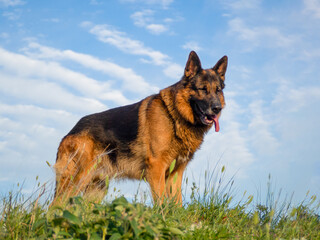 german shepherd dog