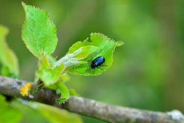 A dark blue beetle on a green leaf in nature