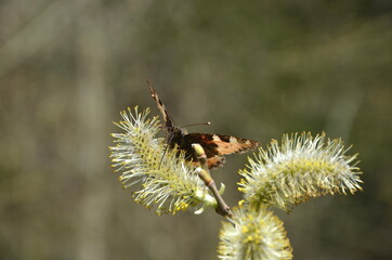 pussy willow in spring